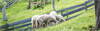 eine Gruppe Schafe, die auf einer eingezäunten Weide grasen